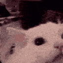 :cat_scream: